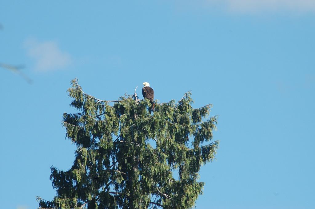 At The Shore Bed And Breakfast Sechelt Buitenkant foto