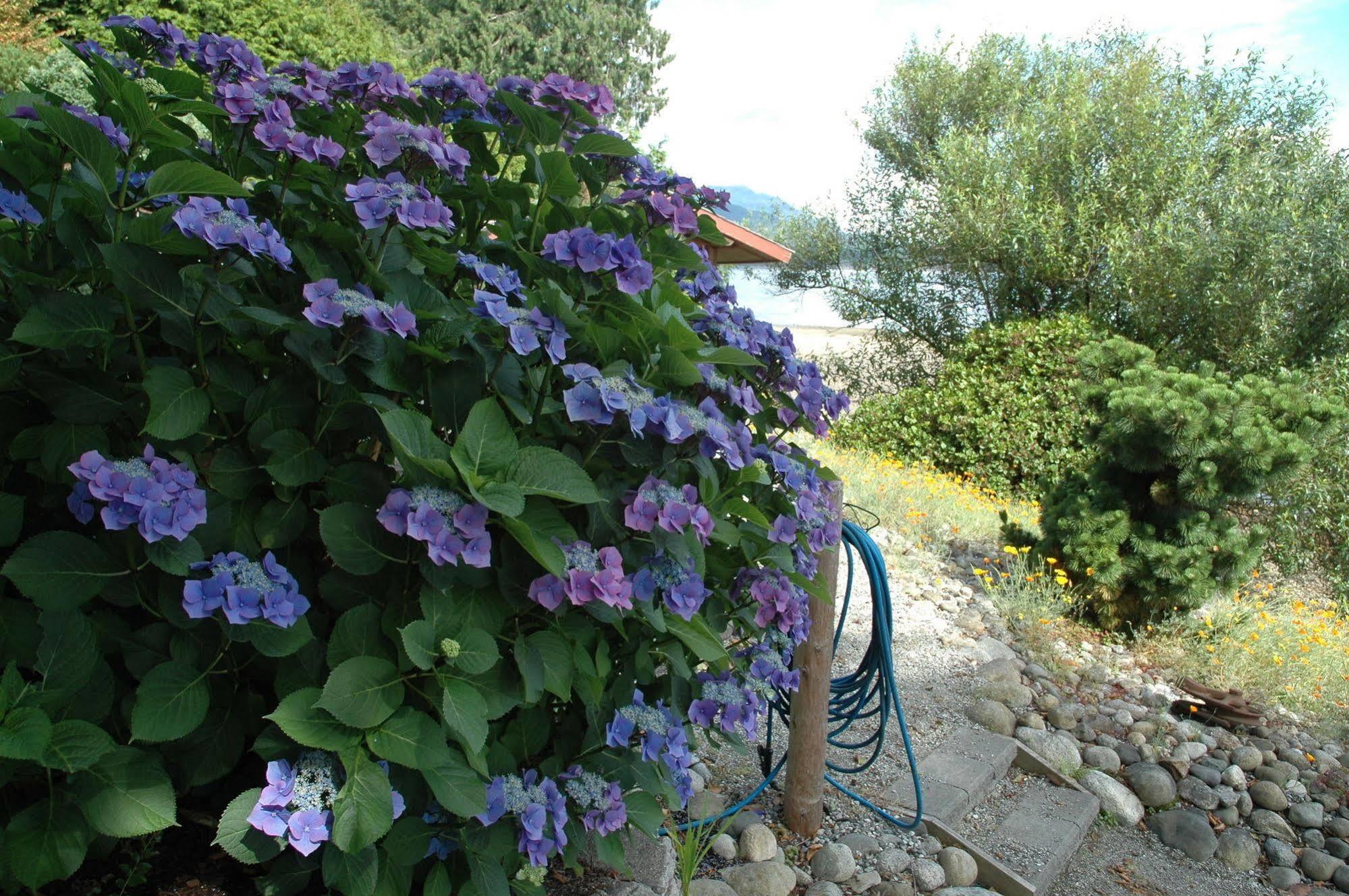 At The Shore Bed And Breakfast Sechelt Buitenkant foto