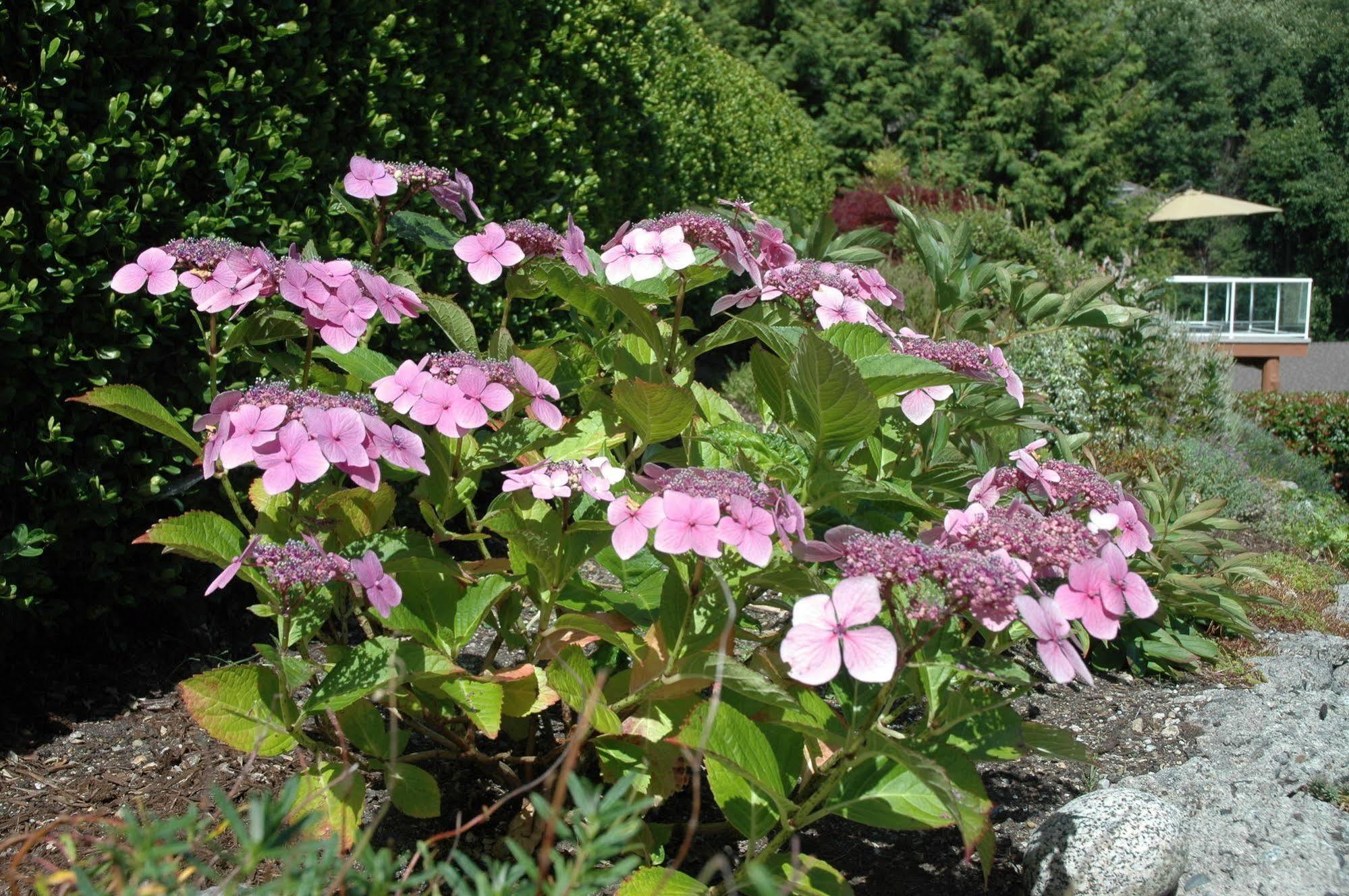 At The Shore Bed And Breakfast Sechelt Buitenkant foto
