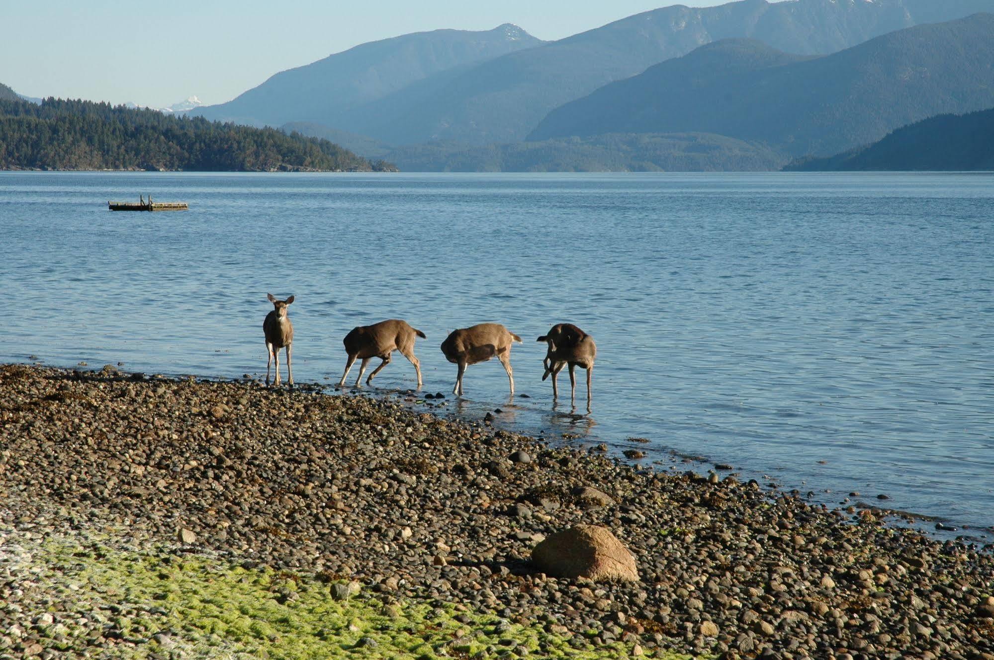At The Shore Bed And Breakfast Sechelt Buitenkant foto