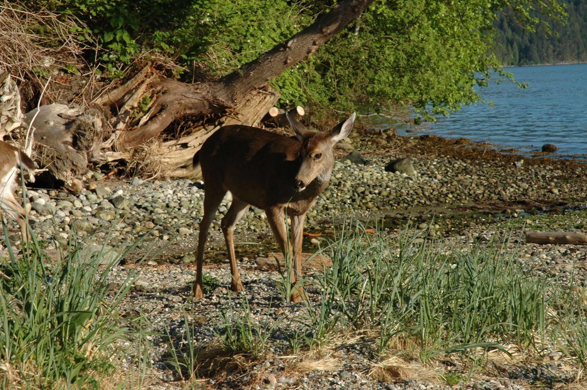 At The Shore Bed And Breakfast Sechelt Buitenkant foto